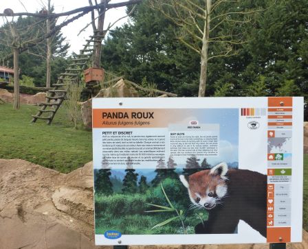 Affiche panda roux